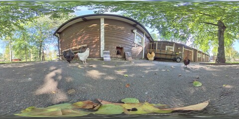 Chicken Hens And Rooster and Farm Building, Low Angle, 360 VR