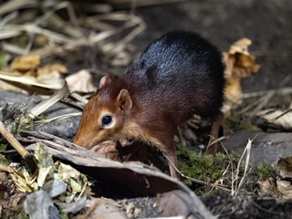 Black and Rufous sengi, Rhynchocyon petersi, feeds mainly on insects, lives in pairs.