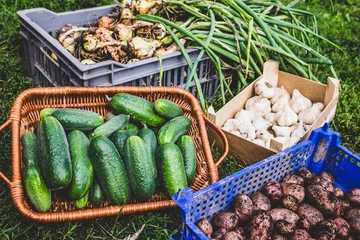 Foto op Plexiglas Harvested vegetables into baskets, gardening and farming © M.Dörr & M.Frommherz