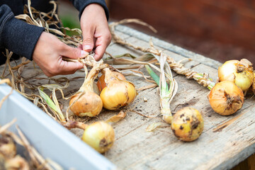 woman braids fresh onions, preparation for drying