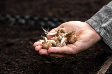 Man holding crocus bulblets, ready for planting