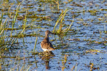 Sandpiper at a wetland in spring