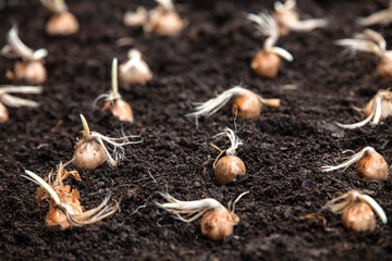 Planting crocus sativus bulblets into the soil