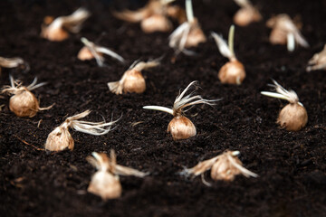 Crocus sativus was planted into soil