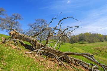 Fototapeta na wymiar Old dead oak tree on a meadow on a beautiful spring day