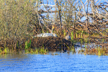 Whooper swan nesting in the bush in a  wetland