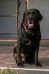 black labrador retriever