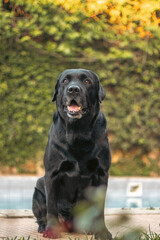 black labrador retriever