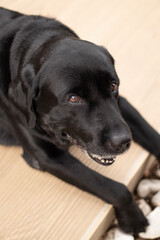 black labrador retriever