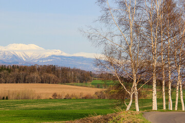 春の雪山と白樺
