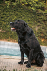 black labrador retriever
