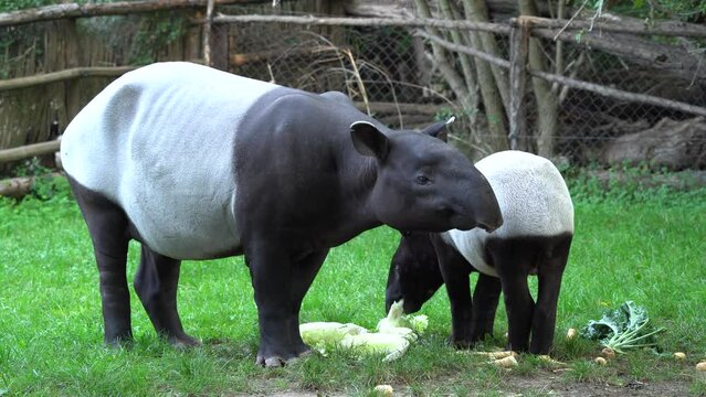 Tapir in the forest. Malayan tapir, Tapirus indicus, mother and young feeding in green vegetation. Cute big animal in the nature habitat, Malaysia in Asia. Tropic wildlife, mammal behaviour. 