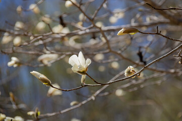 春の白い花　キタコブシ
