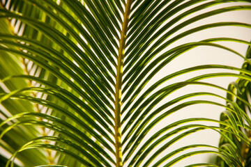 palm leaf close-up. green leaves. summer and warm. background in warm summer colors