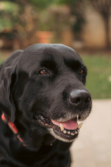 black labrador retriever