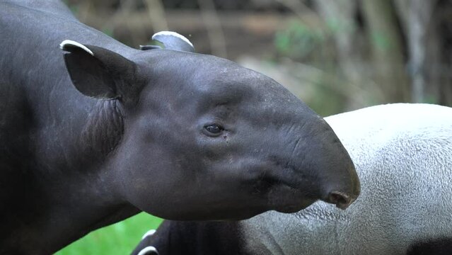 Tapir in the forest. Malayan tapir, Tapirus indicus, mother and young feeding in green vegetation. Cute big animal in the nature habitat, Malaysia in Asia. Tropic wildlife, mammal behaviour. 