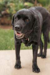 black labrador retriever