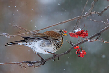 Thrush fieldfare eats rowan berries in winter