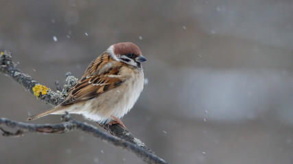Frozen sparrow on a branch in winter forest