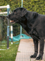 black labrador retriever