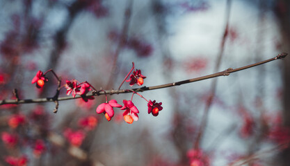 small pink flowers on a branch. delicate buds
