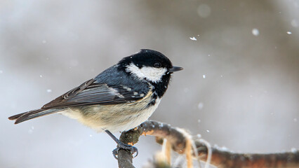 Little tit on a branch in winter forest
