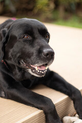 black labrador retriever