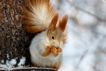 Red squirrel in the winter forest on a pine tree