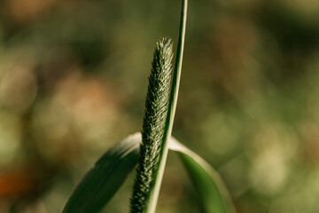 green grass. a spikelet of grass. close-up. macro