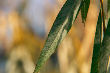 weeping willow leaves. green leaves. close-up. macro