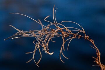 a dry thin branch on a background of blue water