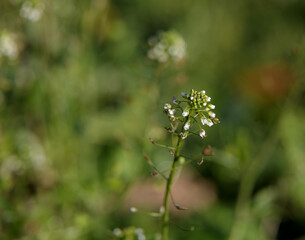 the grass is green. small white wild colors on a green background.