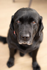 black labrador retriever