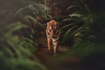 Foto op Plexiglas tiger in the forest © Stanislav