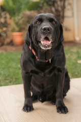 black labrador puppy