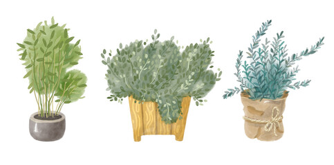 Watercolor image of house plant. Botanical hand-drawn illustration isolated on the white background.