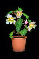 Tender pink-yellow begonia, isolate on black background with copy space. Home flowers, hobby. Floral card.