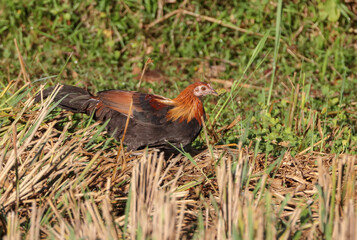 Red junglefowl.red junglefowl is a tropical bird in the family Phasianidae. It ranges across much of Southeast Asia and parts of South Asia. It was formerly known as the Bankiva or Bankiva Fowl.