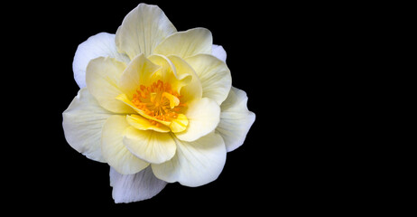 Fototapeta na wymiar Delicate white-yellow begonia flower, isolate on black background with copy space. Home flowers, hobby. Floral card.