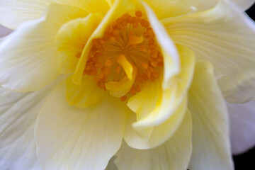 Fototapeta na wymiar Delicate white-yellow begonia flower. Home flowers, hobby. Floral card.