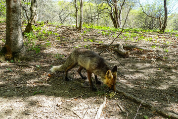 A gray fox with brown eyes in the mountains of Crimea. The Demerji array. May 2021. Russia