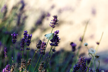 Butterfly on blooming lavender in a garden