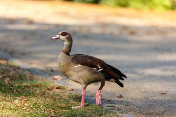 Egyptian goose on grass field in a park
