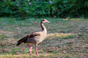 Naklejka na ściany i meble Egyptian goose on grass field in a park