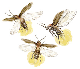 Watercolor vintage illustrations of glowing fireflies isolated on white background.