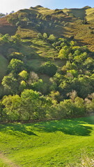 landscape with green grass and sky