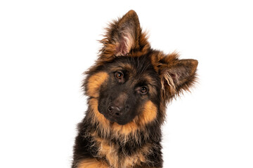 Adorable german shepherd puppy looking straight into camera. Photo is taken in studio with white background.