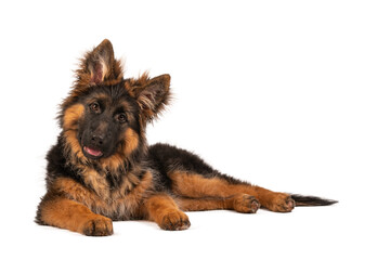 Adorable german shepherd puppy looking straight into camera. Photo is taken in studio with white...