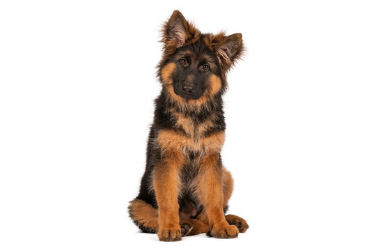 Adorable german shepherd puppy looking straight into camera. Photo is taken in studio with white background.