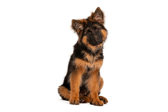 Adorable german shepherd puppy looking straight into camera. Photo is taken in studio with white background.